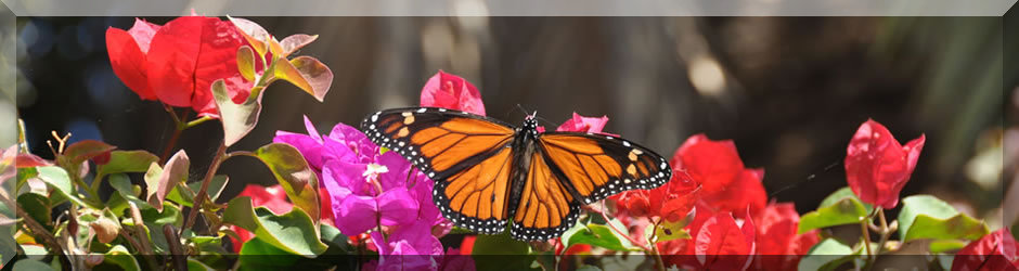 TeneriffaSchmetterling